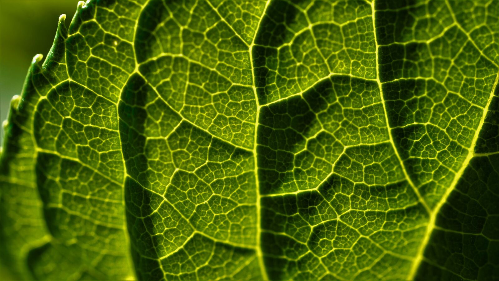 Sony a6000 + Sony E 30mm F3.5 Macro sample photo. Leaf, green, close up photography