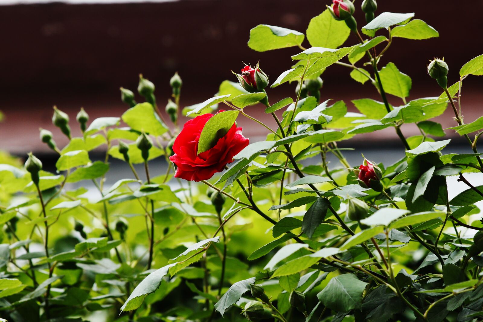Canon EOS 500D (EOS Rebel T1i / EOS Kiss X3) sample photo. Rose, flowers, red photography