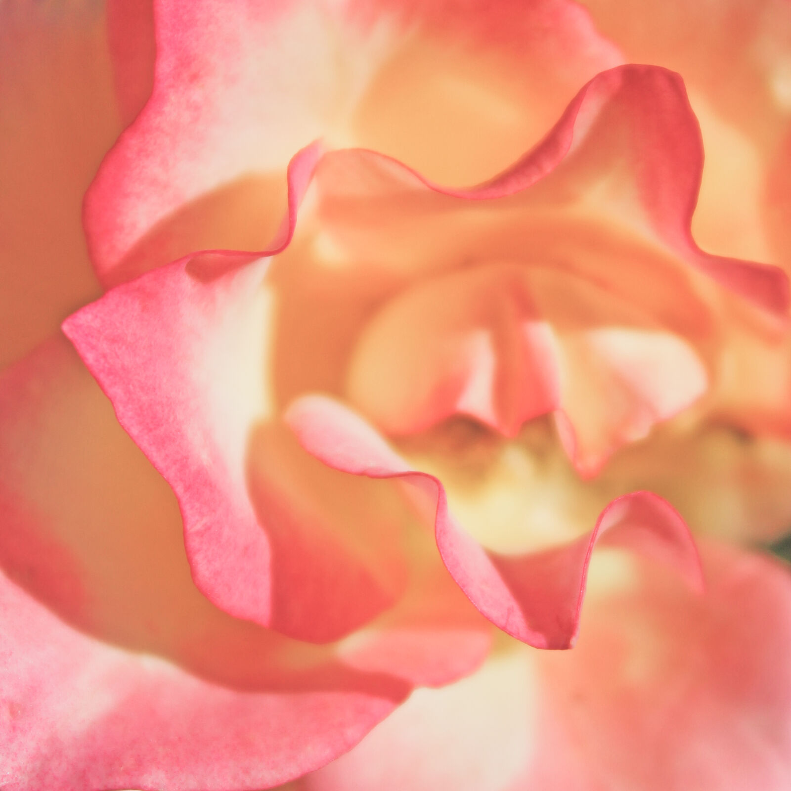 Canon EOS 600D (Rebel EOS T3i / EOS Kiss X5) sample photo. Pink, and, beige, flower photography