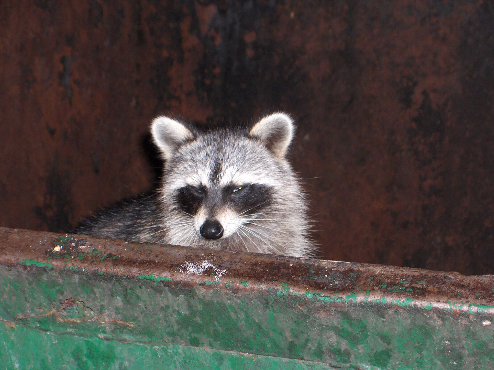 HP PHOTOSMART R707 (V01.00) sample photo. Racoon, garbage, head photography