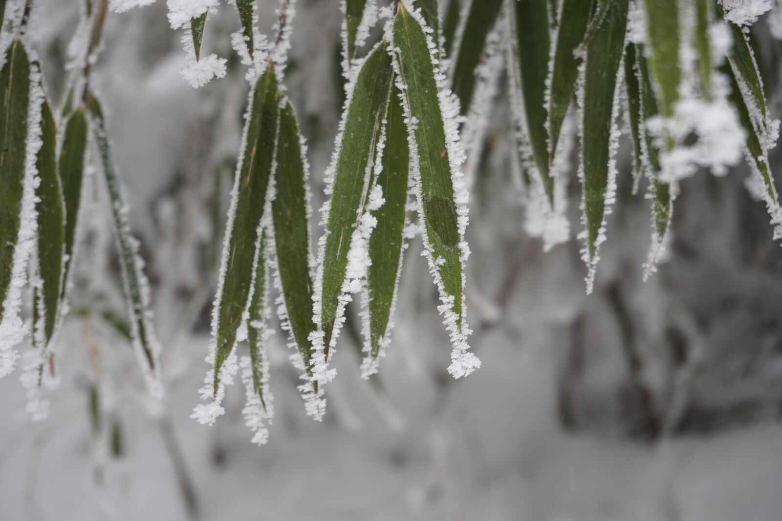 Sony a6000 sample photo. Bamboo, snow, winter photography
