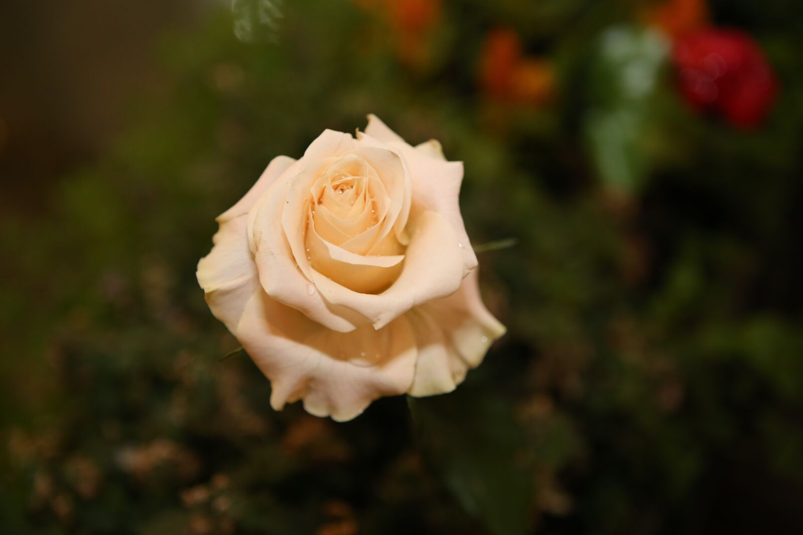 Canon EOS 6D + Canon EF 24-70mm F2.8L USM sample photo. Rose, indoor, photo photography
