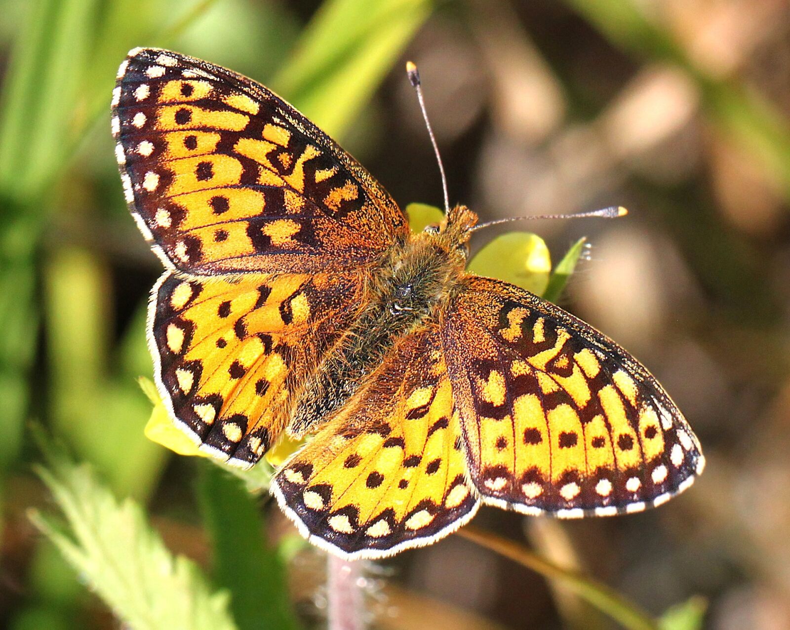 Canon EOS 500D (EOS Rebel T1i / EOS Kiss X3) sample photo. Butterfly, insect, edwards' fritillary photography