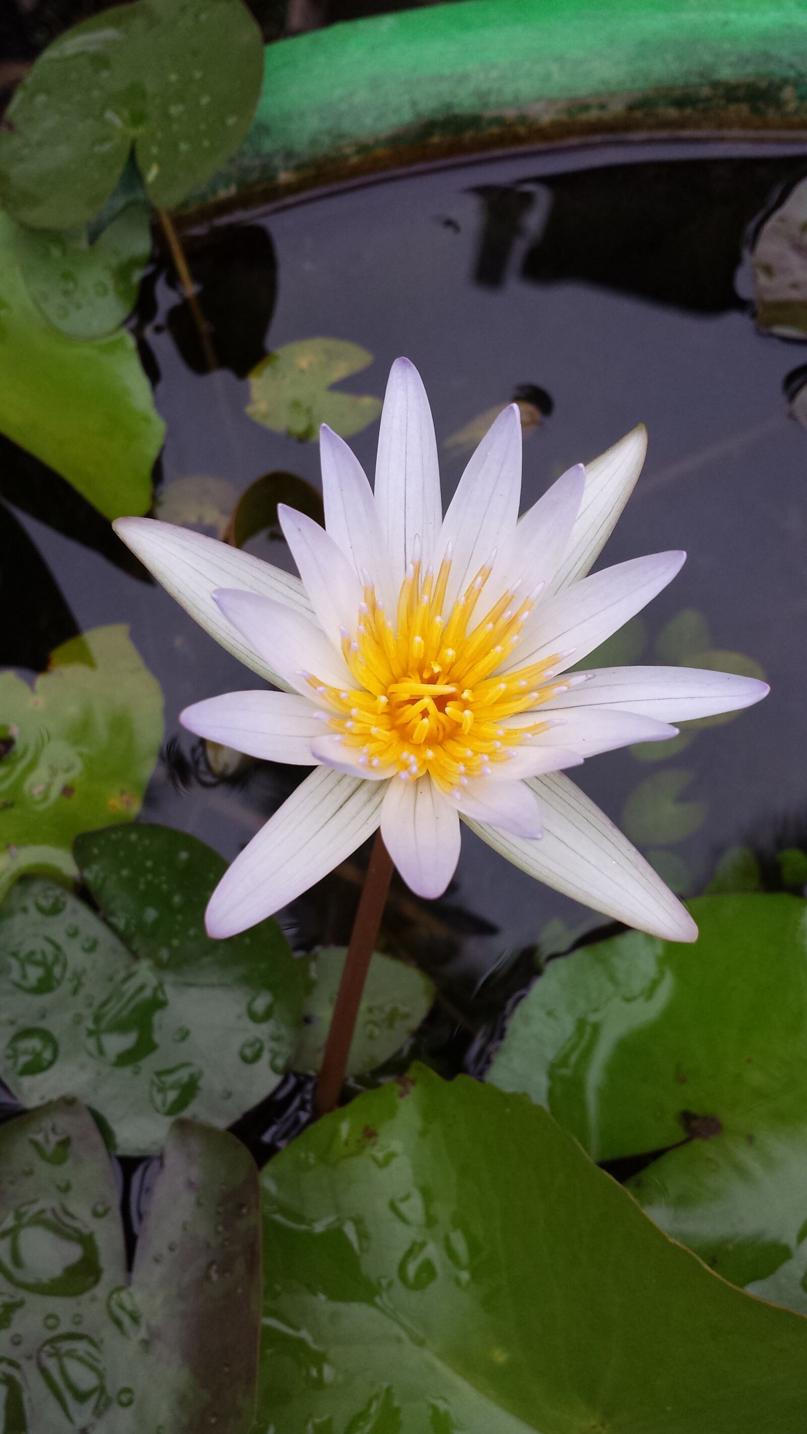 Samsung Galaxy S4 sample photo