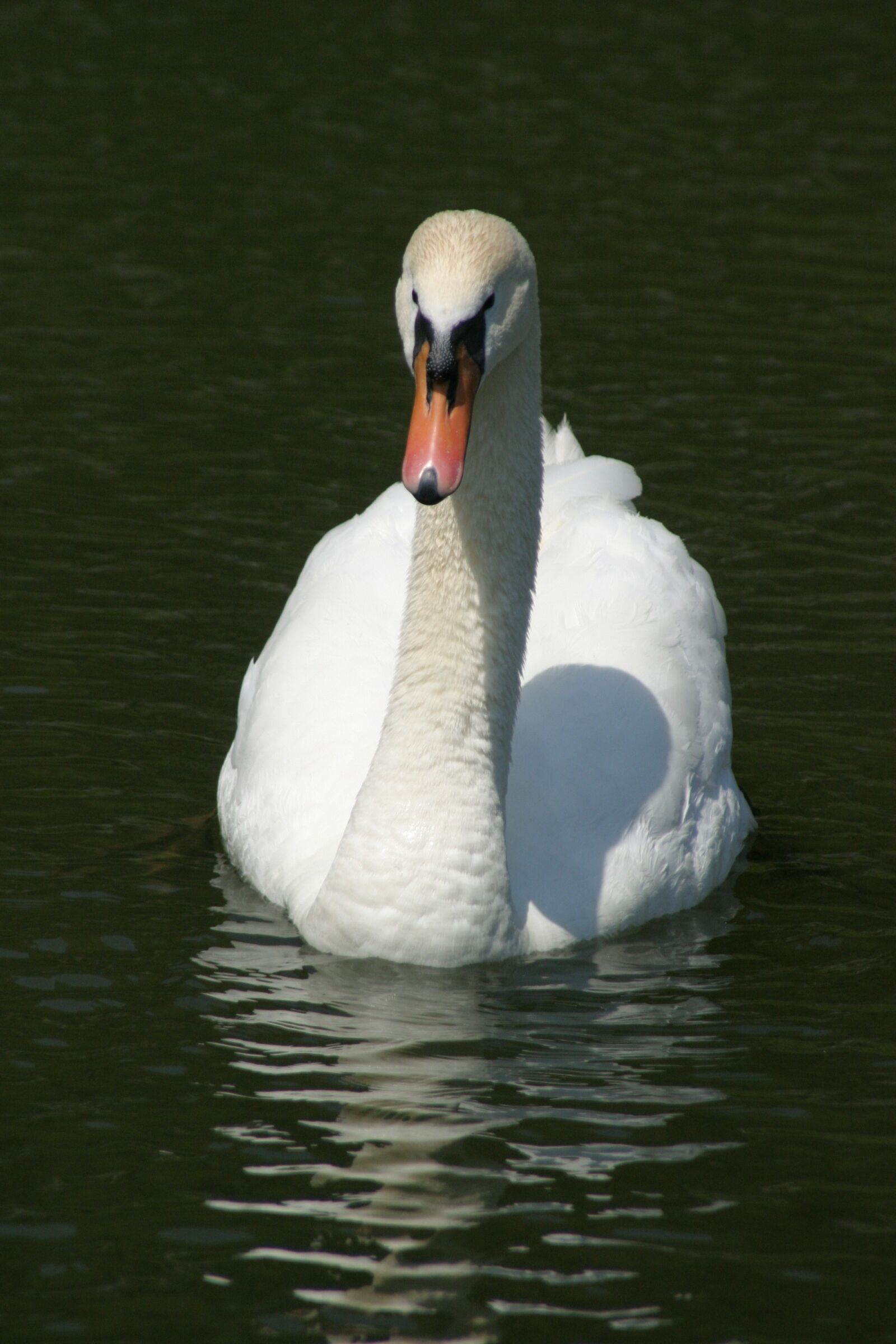 Canon EOS 10D sample photo. Swan, bird, water photography
