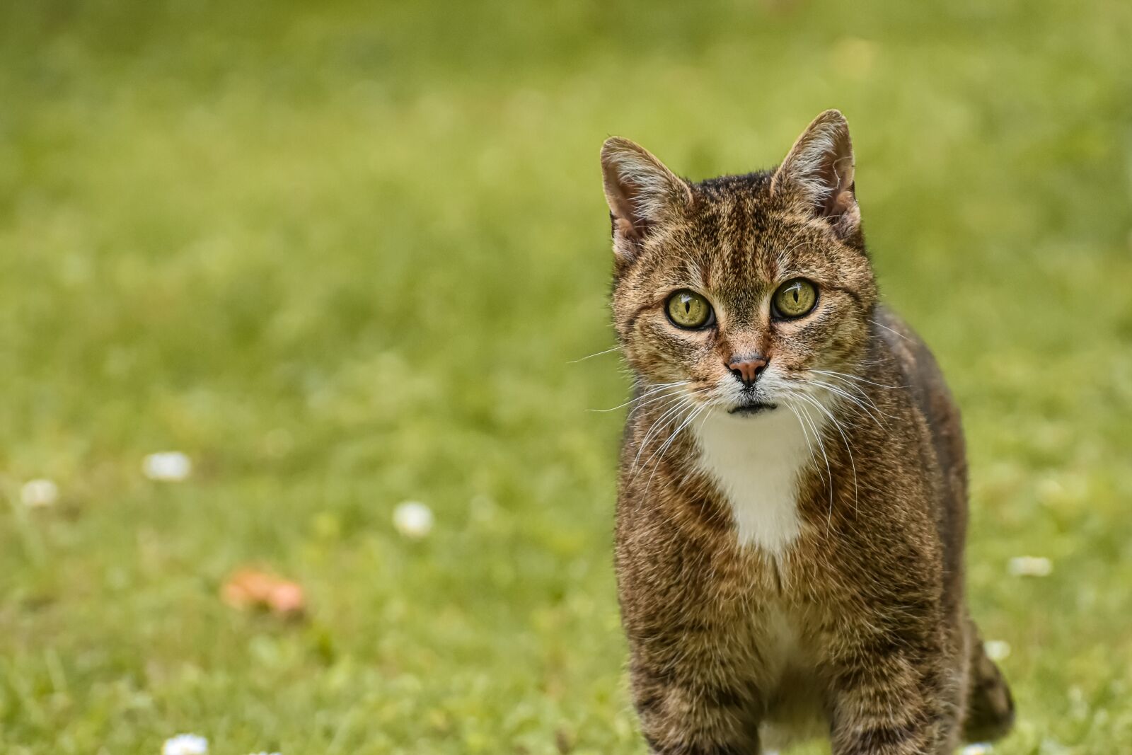 Nikon D7200 sample photo. Cat, pet, animal photography