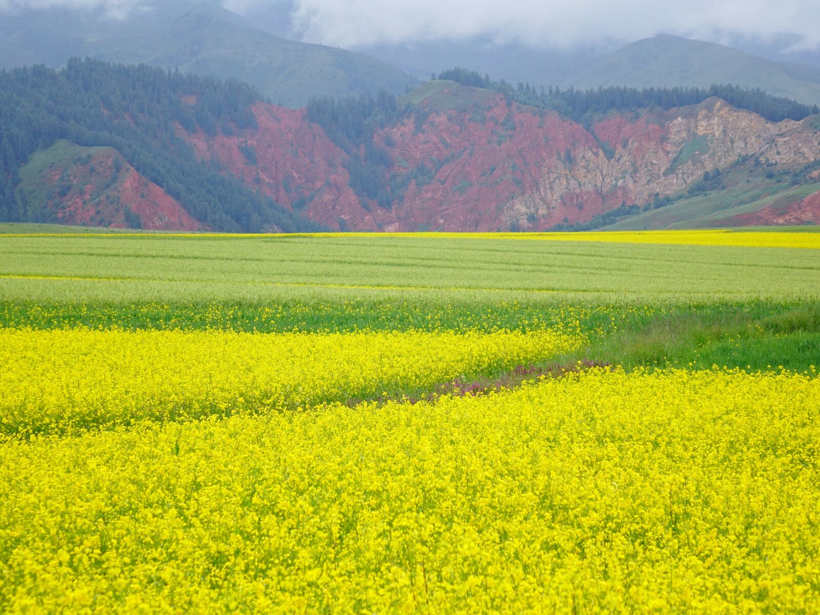 Sony Cyber-shot DSC-RX10 II sample photo. Rape, the scenery, scenery photography
