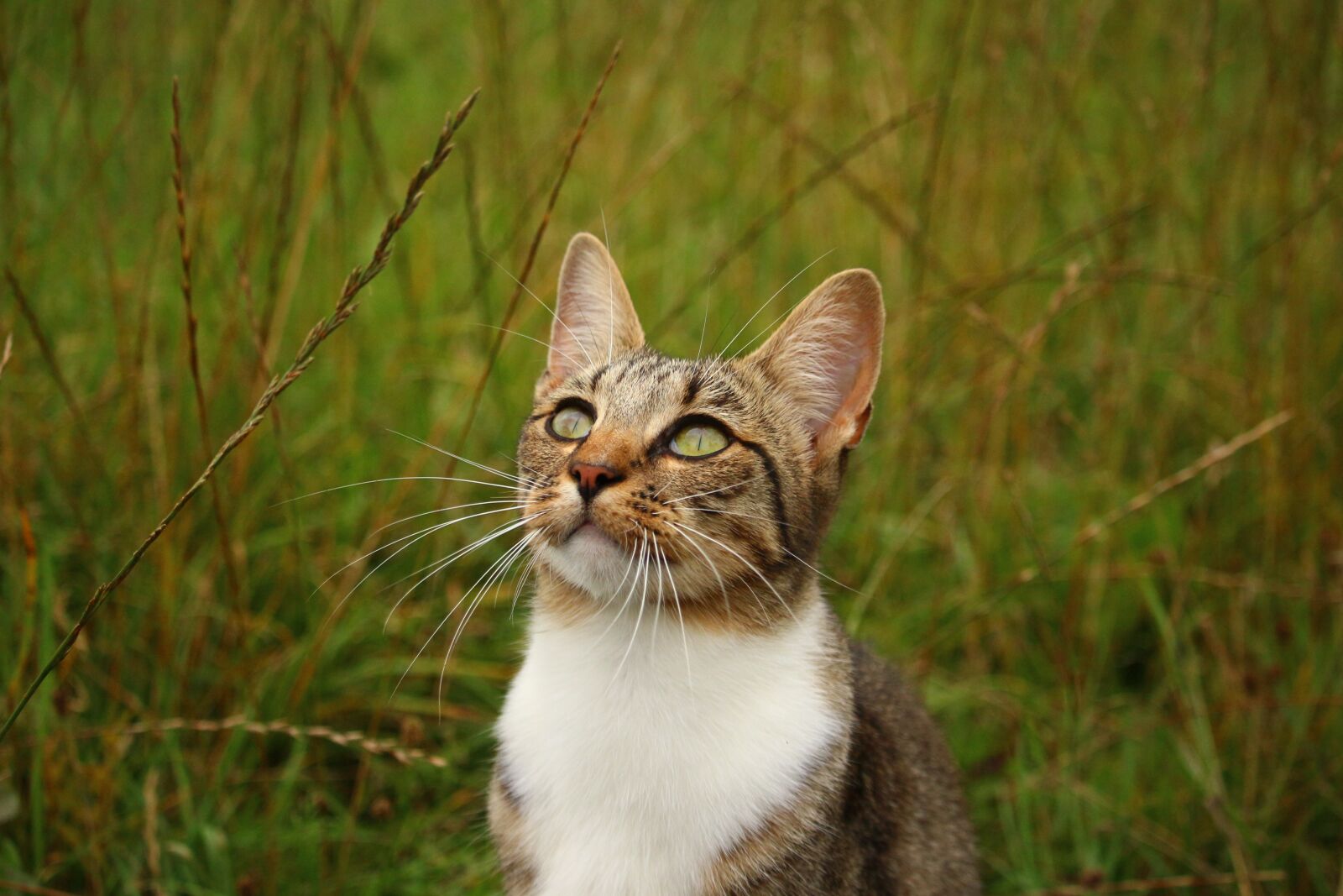 Canon EOS 100D (EOS Rebel SL1 / EOS Kiss X7) sample photo. Cat, kitten, mieze photography