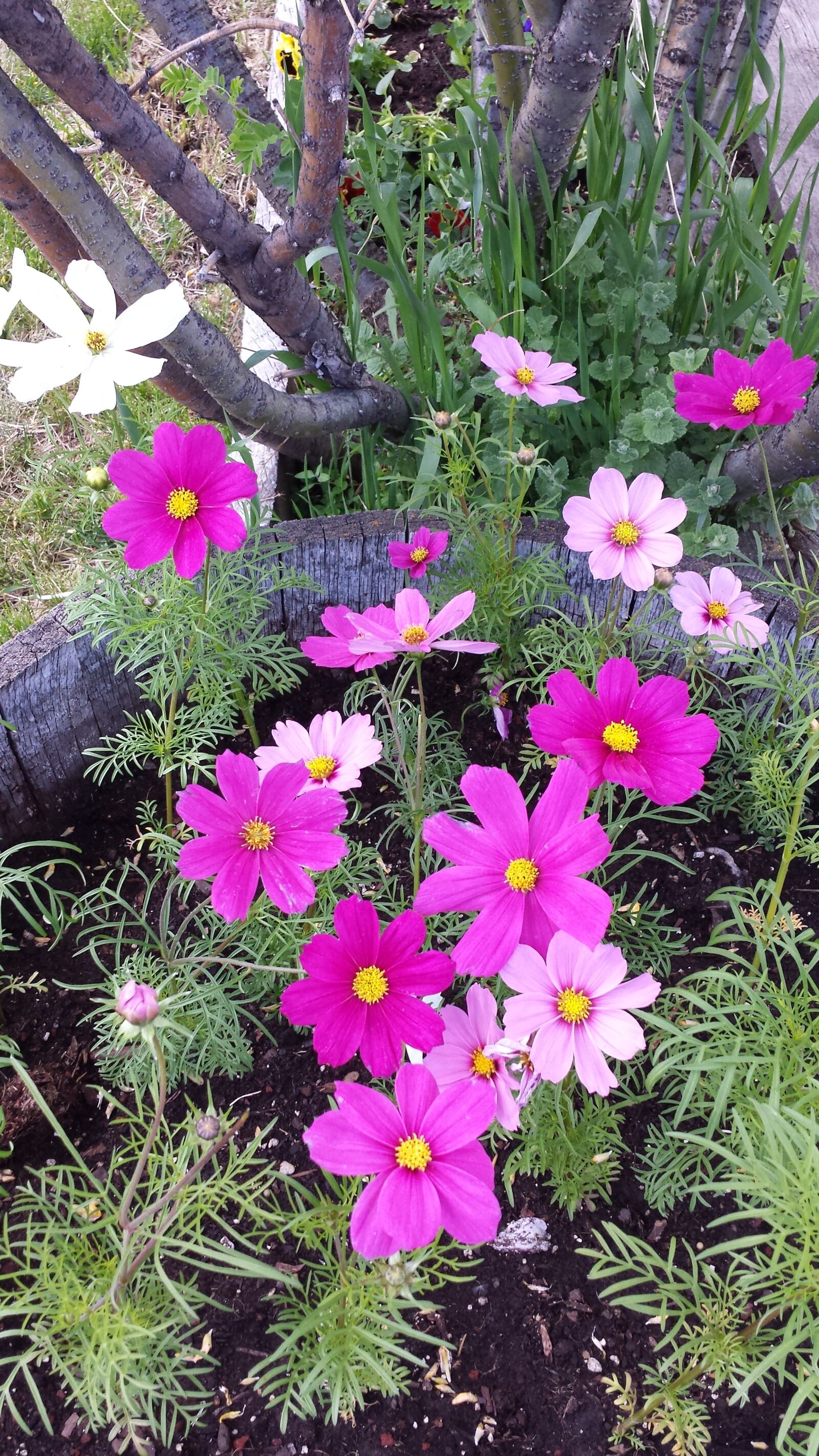 Samsung Galaxy S4 sample photo. Flowers, pink flowers, spring photography