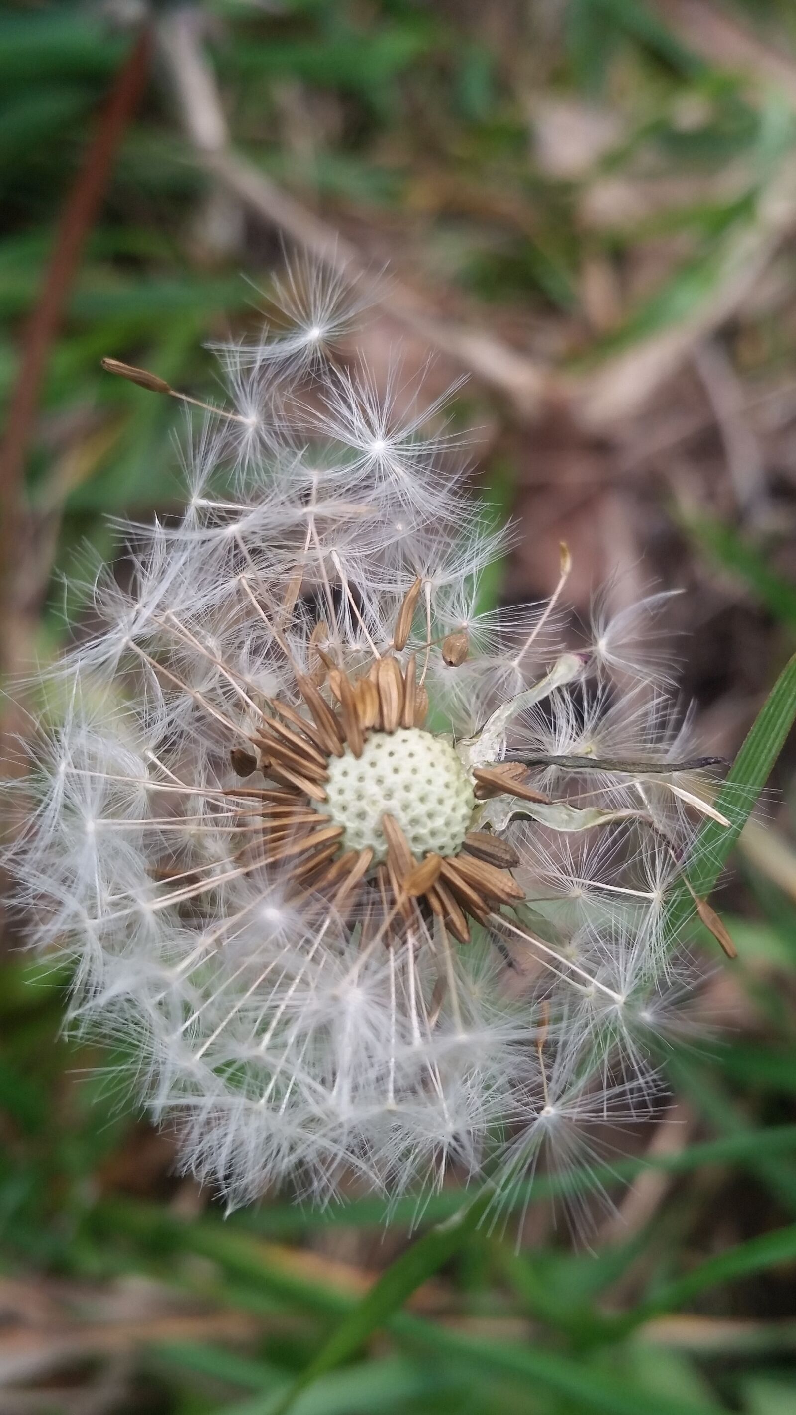 Samsung Galaxy S5 sample photo. Nature, dandelion, flora photography