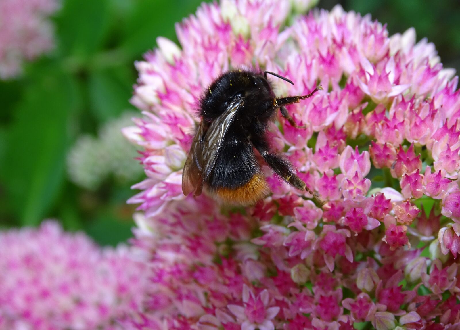 Sony Cyber-shot DSC-HX400V sample photo. Hummel, bee, insect photography