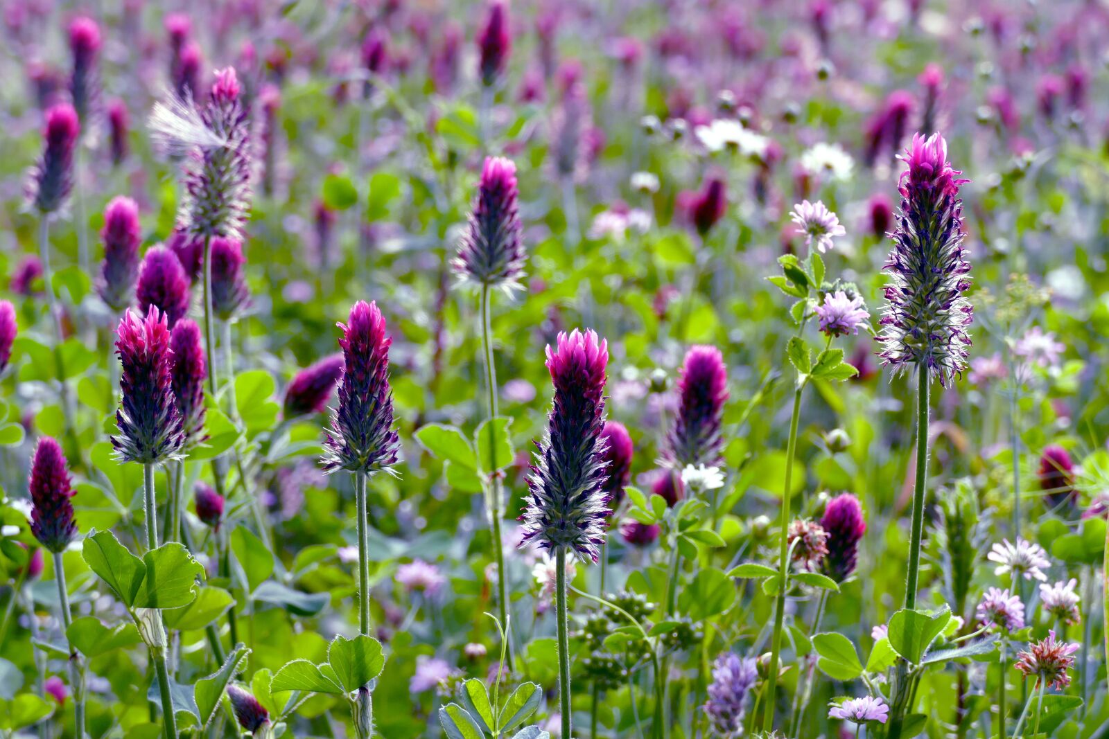 Panasonic Lumix DMC-FZ1000 sample photo. Blood clover, trifolium incarnatum photography