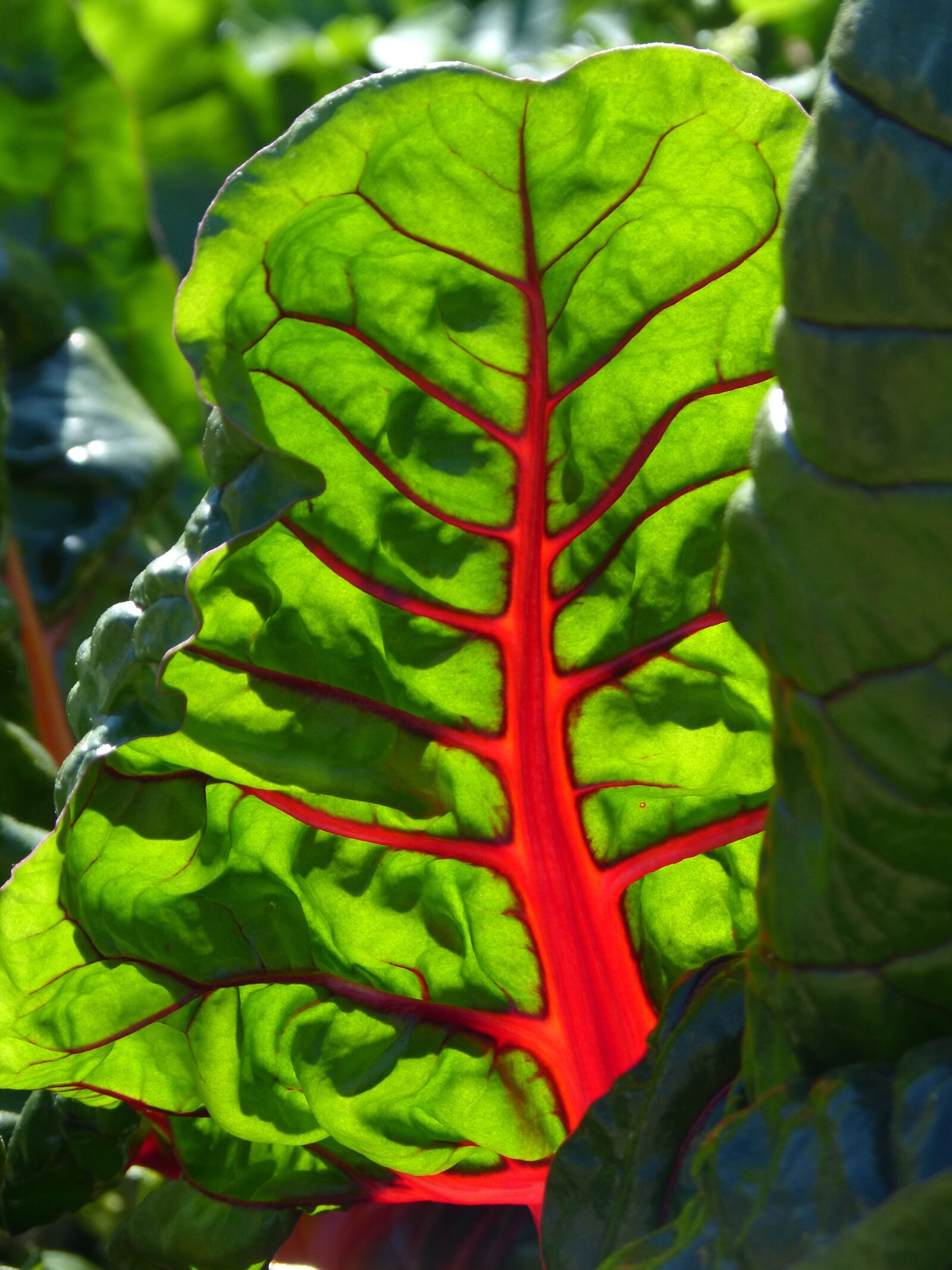 Panasonic DMC-FZ62 sample photo. Leaf, beauty, chard photography