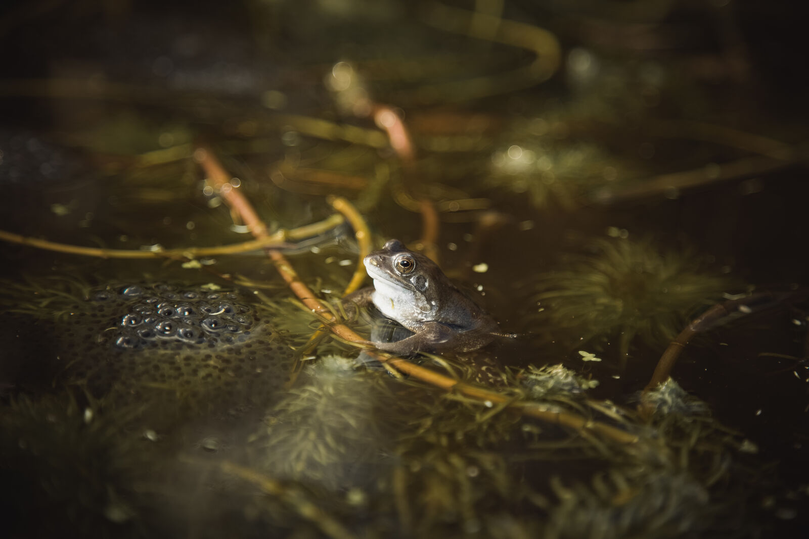 Canon EF 24-105mm F4L IS USM sample photo. Eggs, frog, frogs, frogs photography