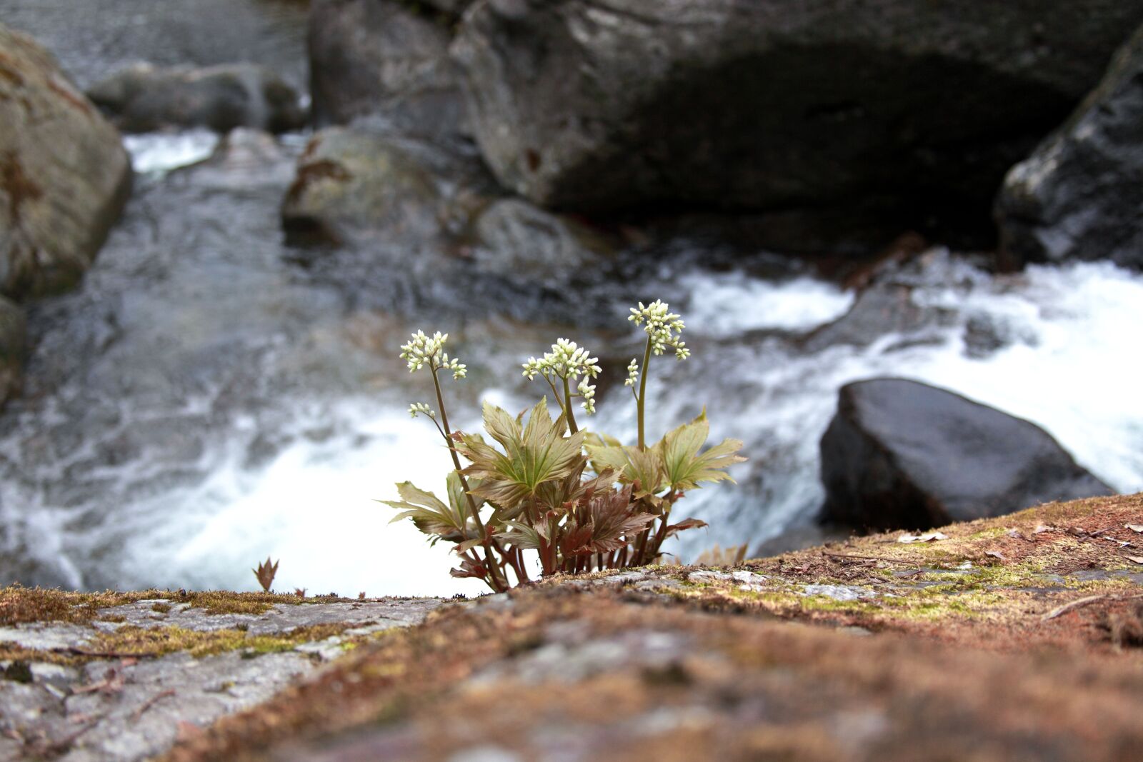 Canon EOS 5D Mark II sample photo. Nature, stone leaves, wildflower photography