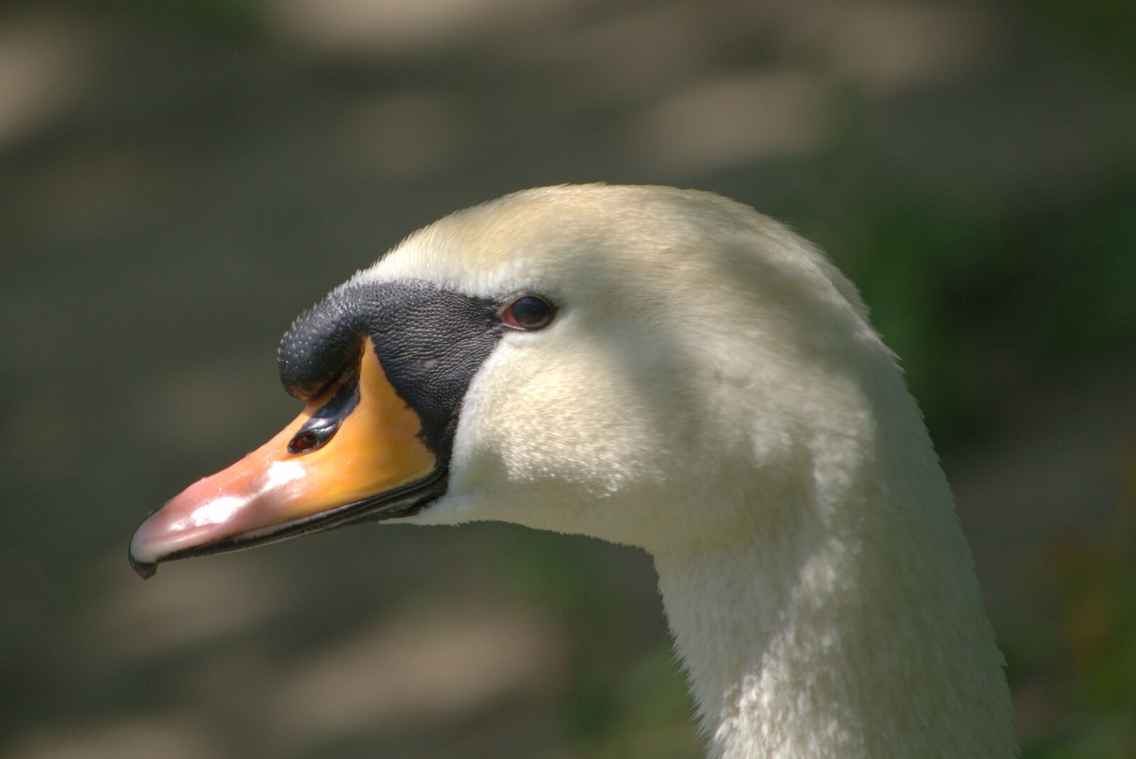 Nikon D3100 sample photo. Swan, white photography