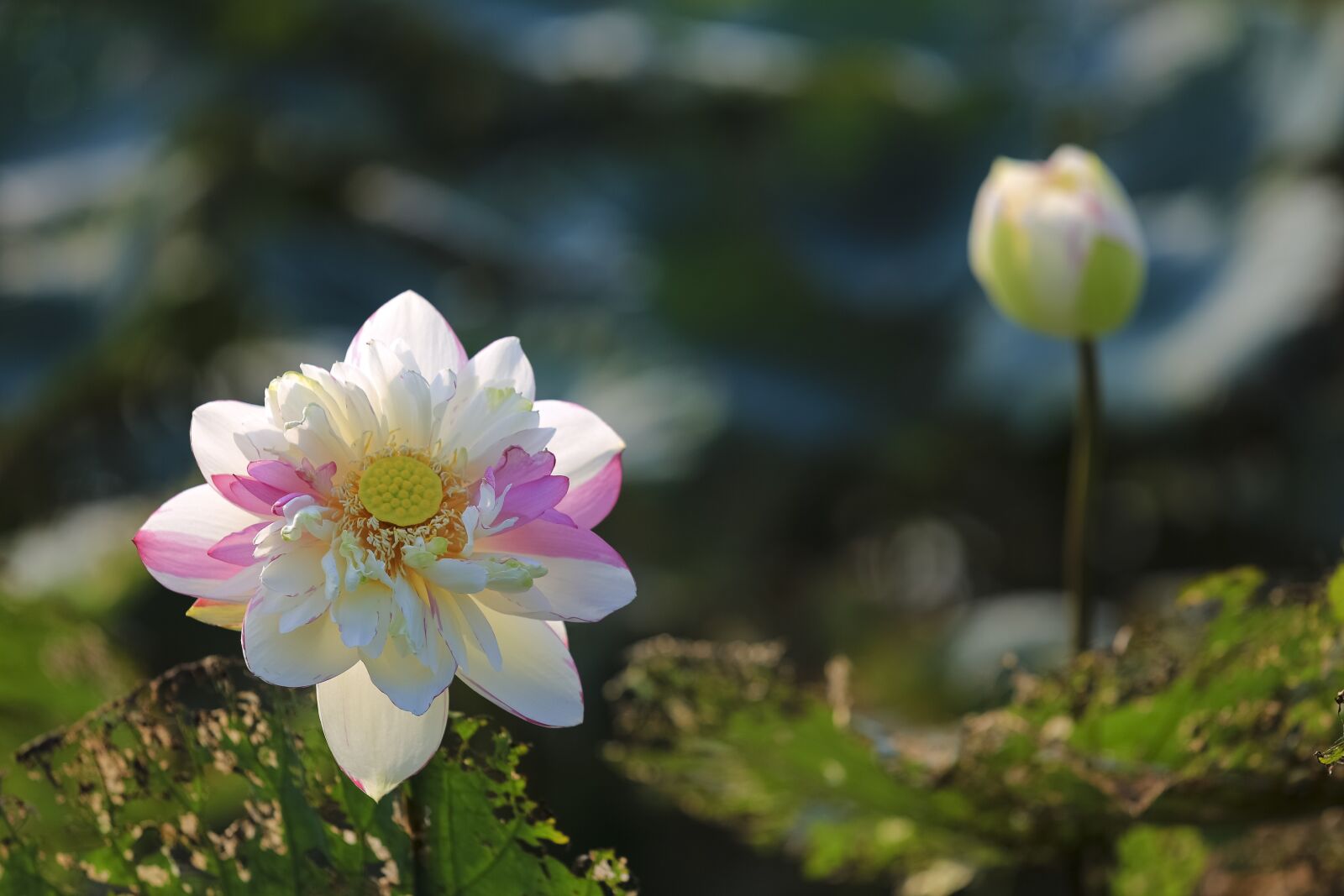 Canon EF 70-200mm F2.8L USM sample photo. Hanoi, lotus, viet photography