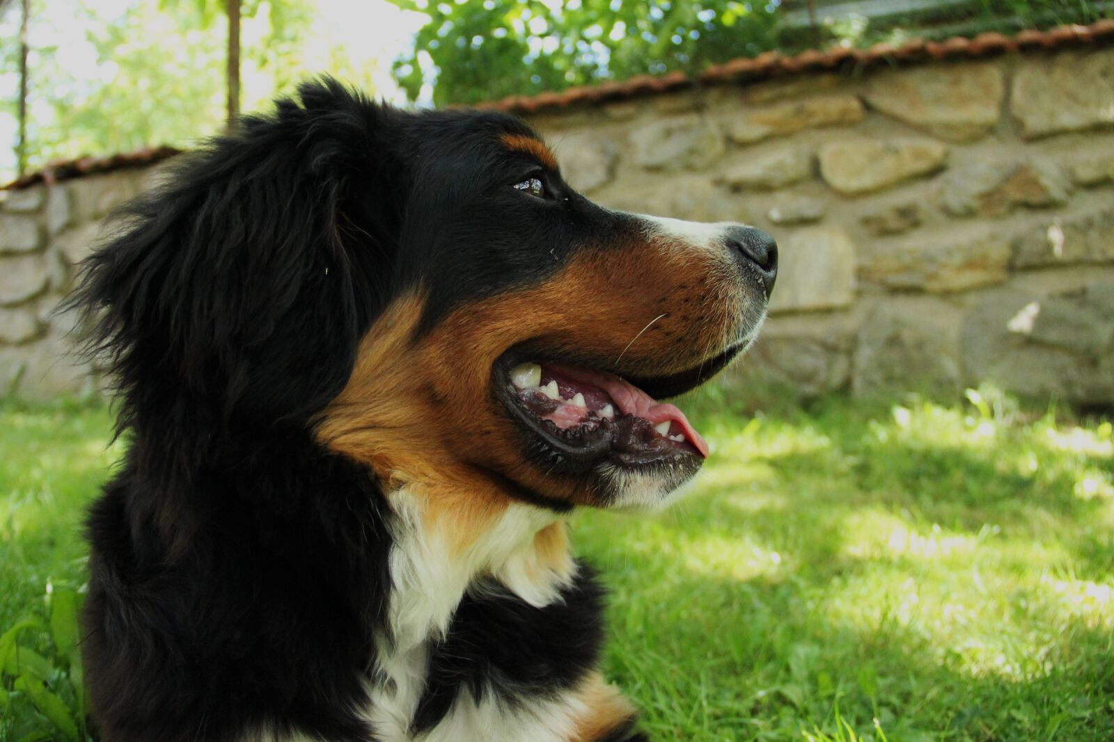 Canon EOS 600D (Rebel EOS T3i / EOS Kiss X5) sample photo. Bernese mountain dog, dog photography