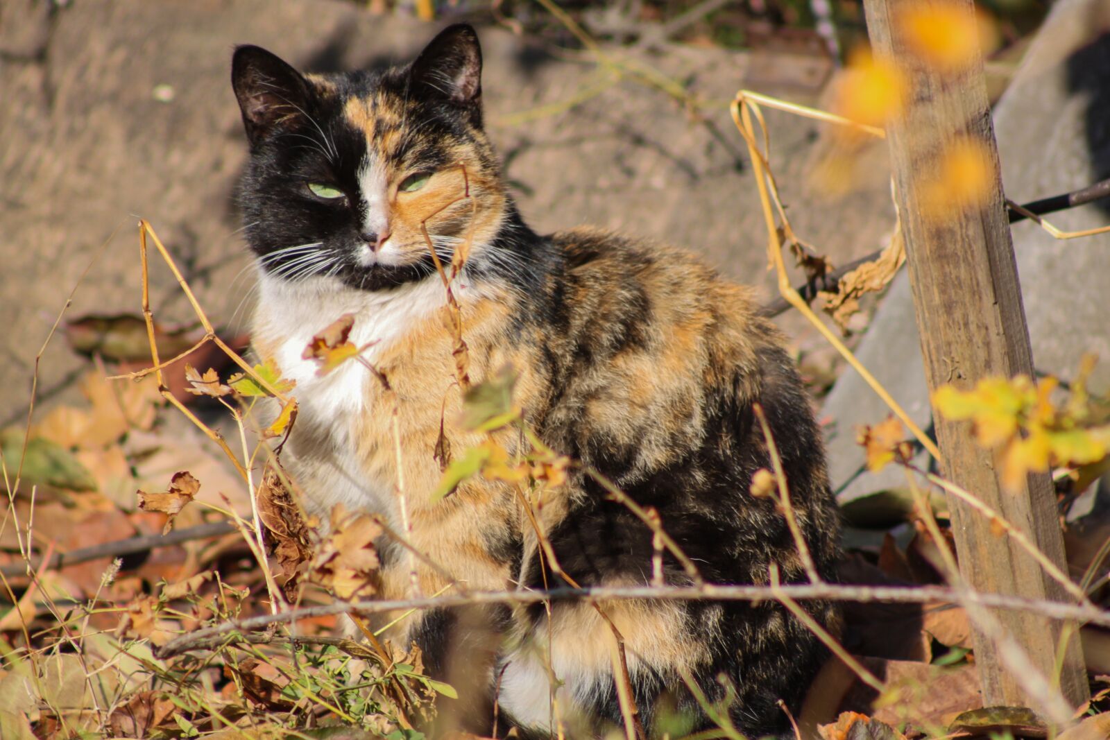 Canon EOS 500D (EOS Rebel T1i / EOS Kiss X3) sample photo. Cat, nature, autumn photography