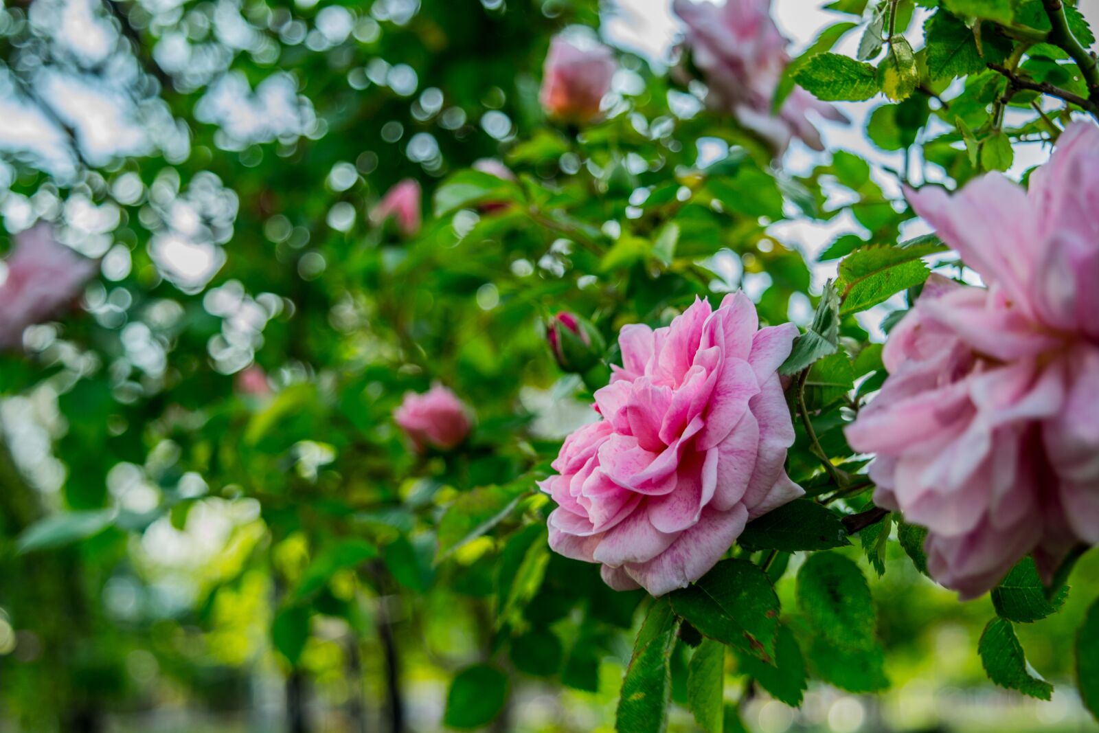 Nikon D5300 sample photo. Roses, pink, nature photography