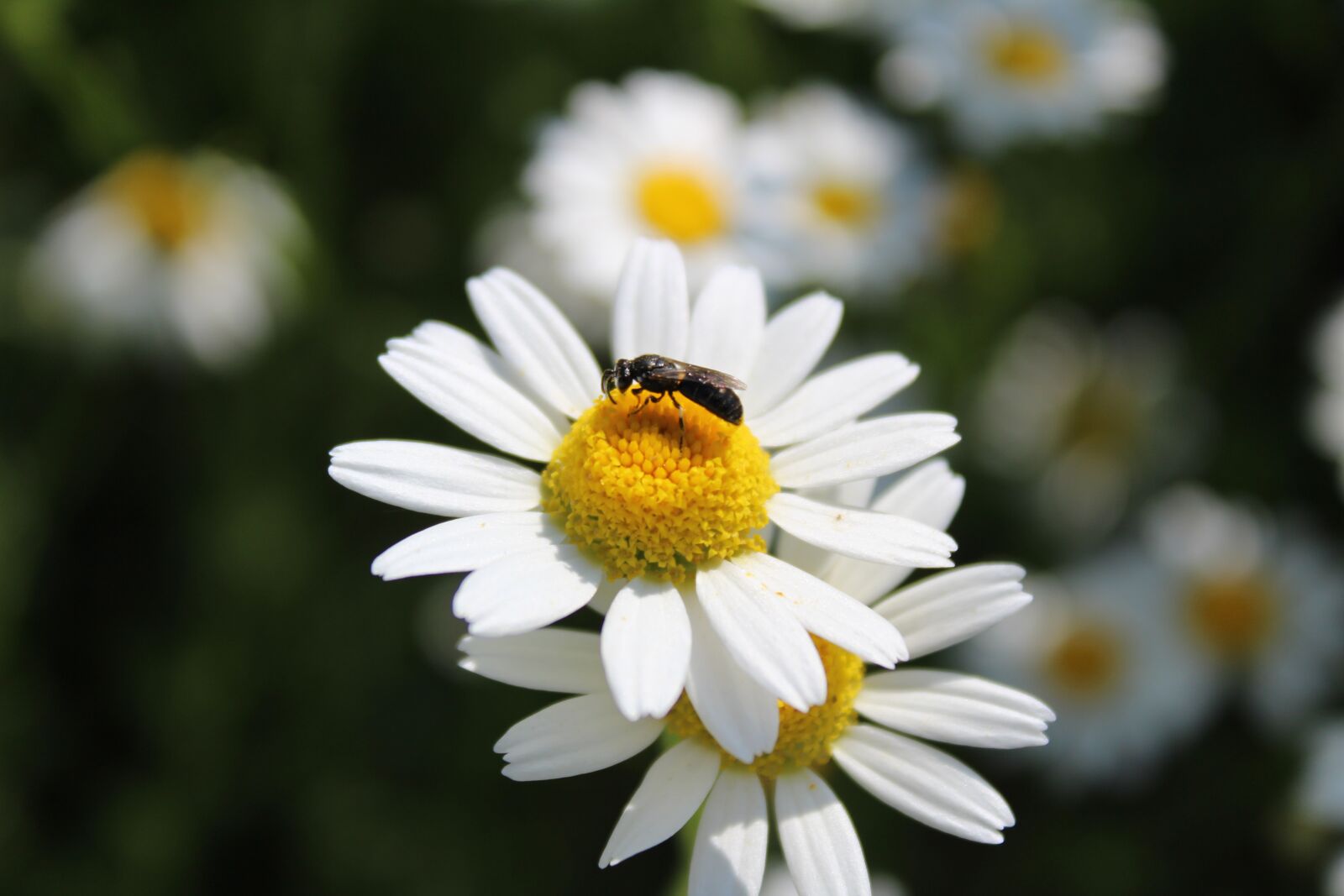 Canon EOS 1300D (EOS Rebel T6 / EOS Kiss X80) sample photo. Chamomile, flower, meadow photography