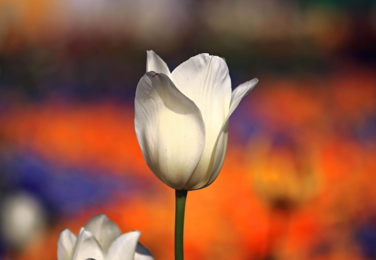 Canon EOS 80D sample photo. Flower, nature, white, petal photography