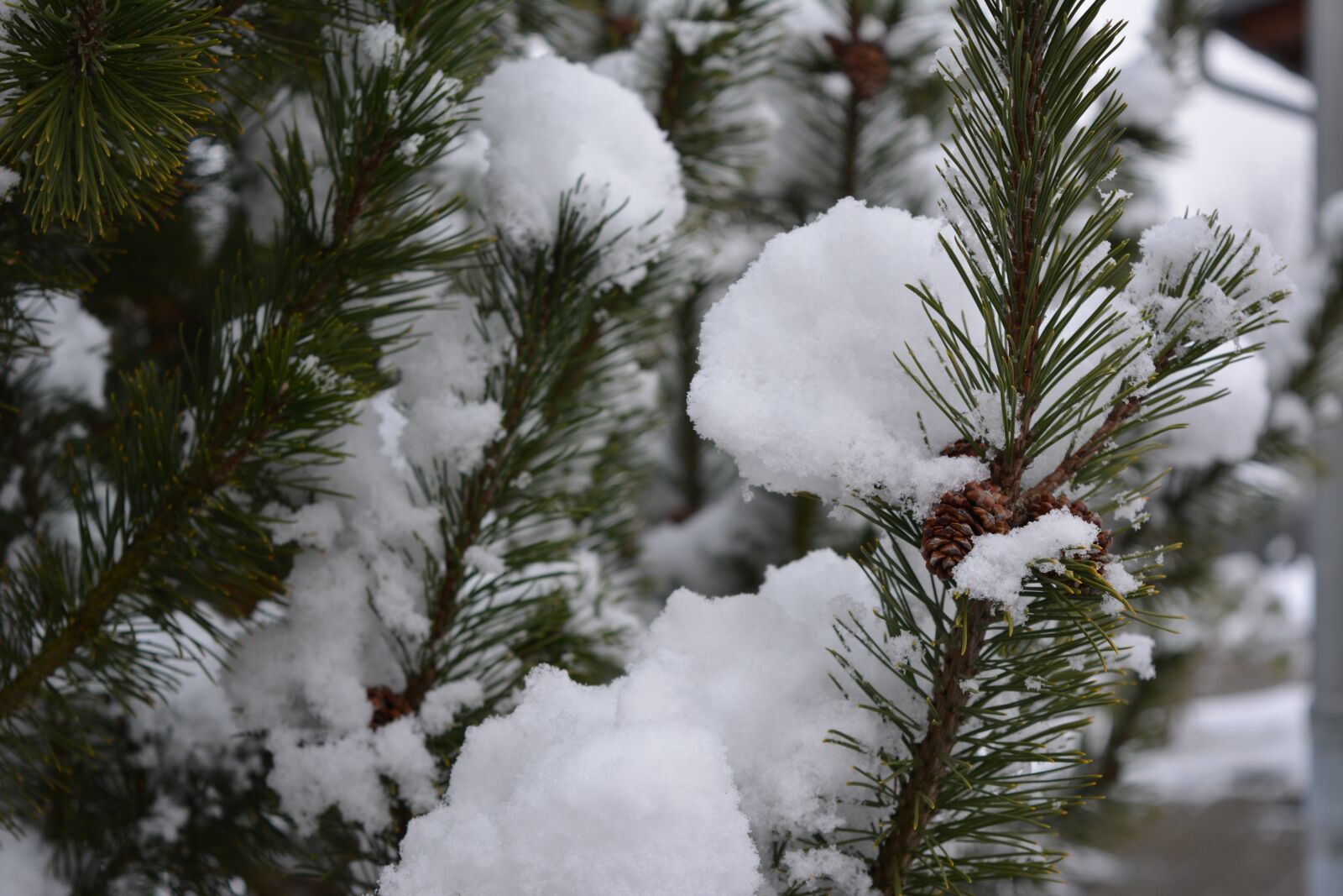 Nikon D5200 sample photo. Winter, snowfall, nature photography