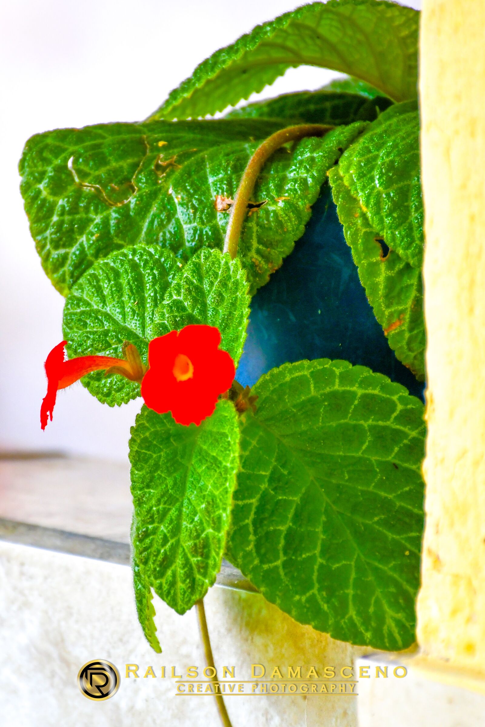 Nikon D7500 sample photo. Plants, nature, flower photography