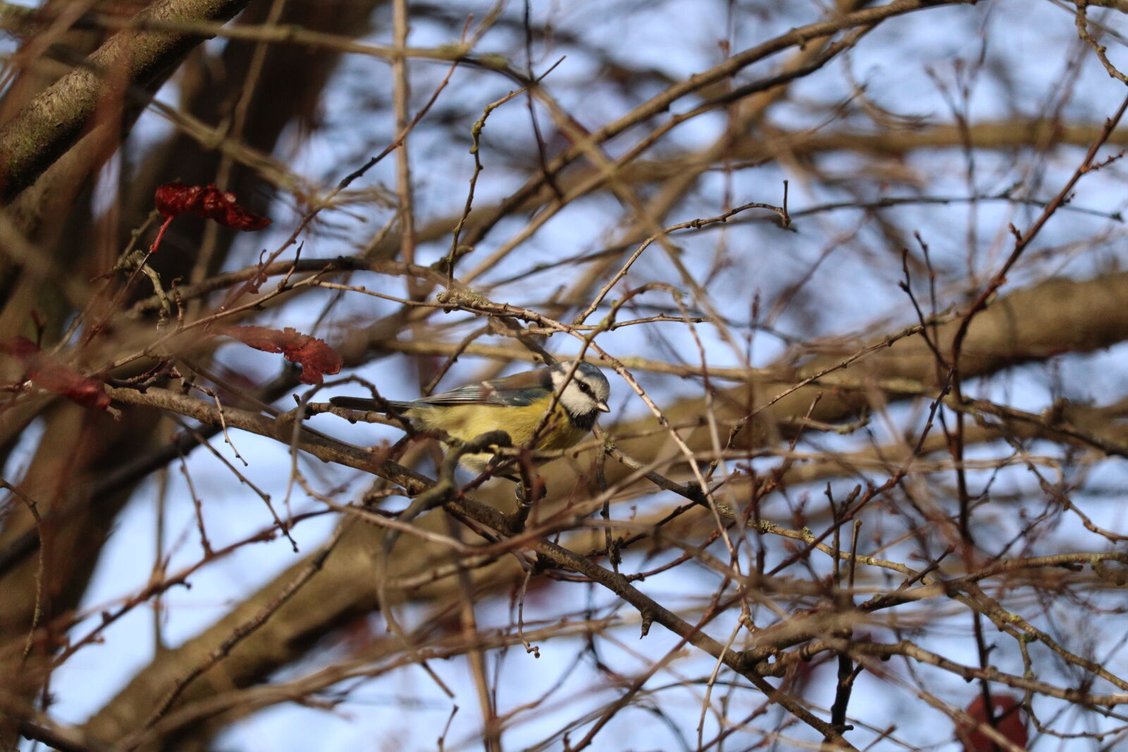 Canon EF-S 55-250mm F4-5.6 IS STM sample photo