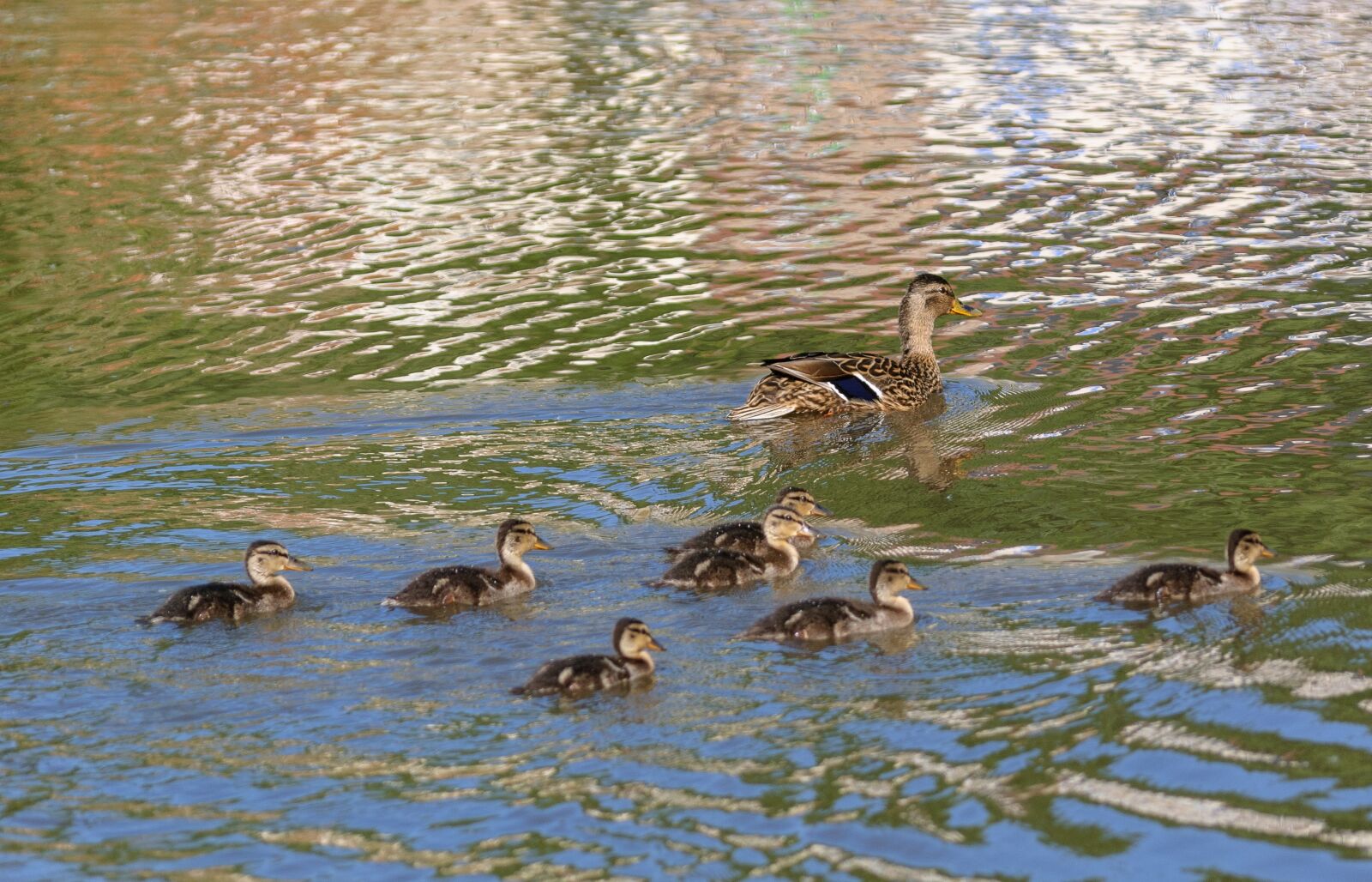 Nikon D80 sample photo. Duck, snipes, duckling photography