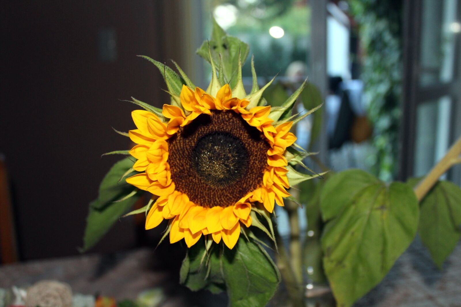 Canon EOS 1200D (EOS Rebel T5 / EOS Kiss X70 / EOS Hi) sample photo. Ornamental sunflower, flower, flowering photography