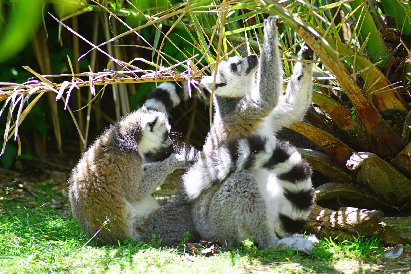 Nikon D800 sample photo. Ring-tailed, rings, tail photography