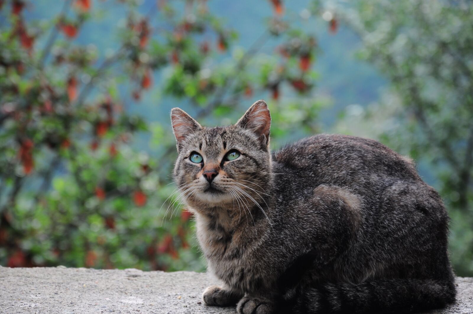 Nikon D90 sample photo. Cat, cat pictures, animal photography