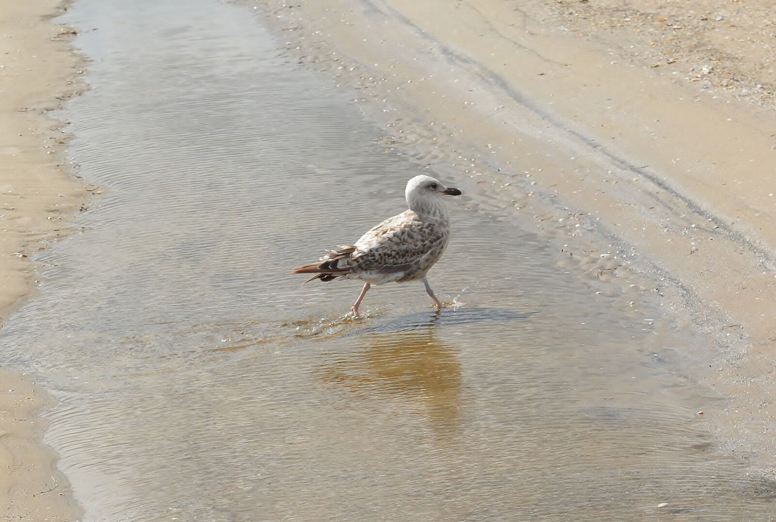 Nikon D5200 sample photo. Sand, beach, sea photography