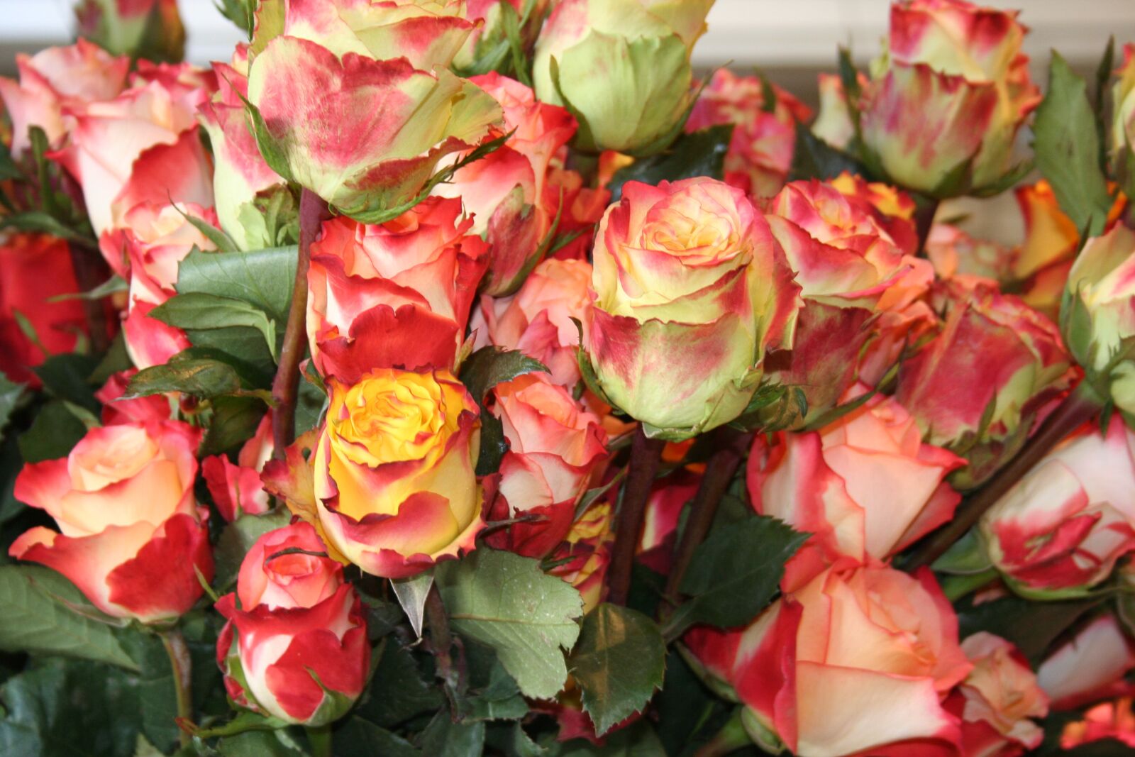 Canon EOS 350D (EOS Digital Rebel XT / EOS Kiss Digital N) sample photo. Roses, flowers, cut flowers photography