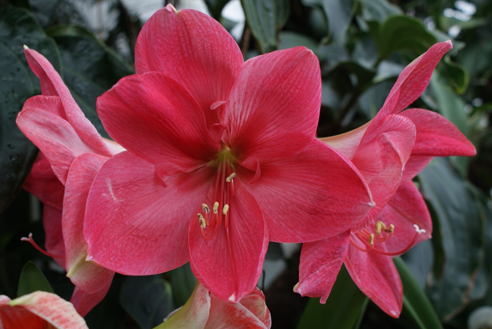 Sony Alpha DSLR-A200 sample photo. Flower, red, plant photography