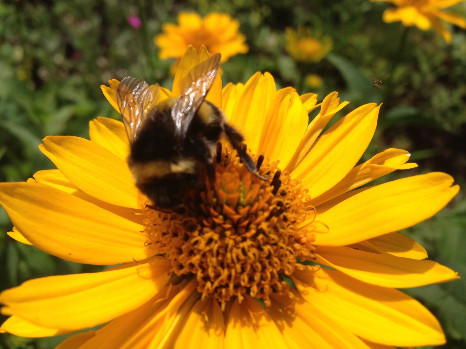 iPhone 5 back camera 4.12mm f/2.4 sample photo. Hummel, bees, blossom photography