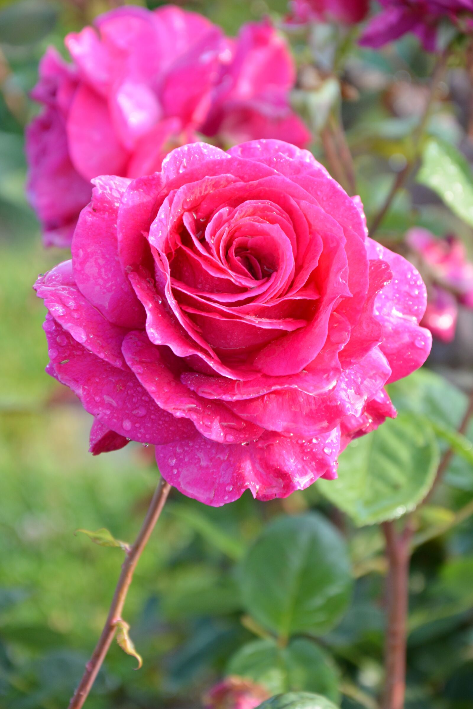 Nikon D7100 sample photo. Flower, plant, rose photography