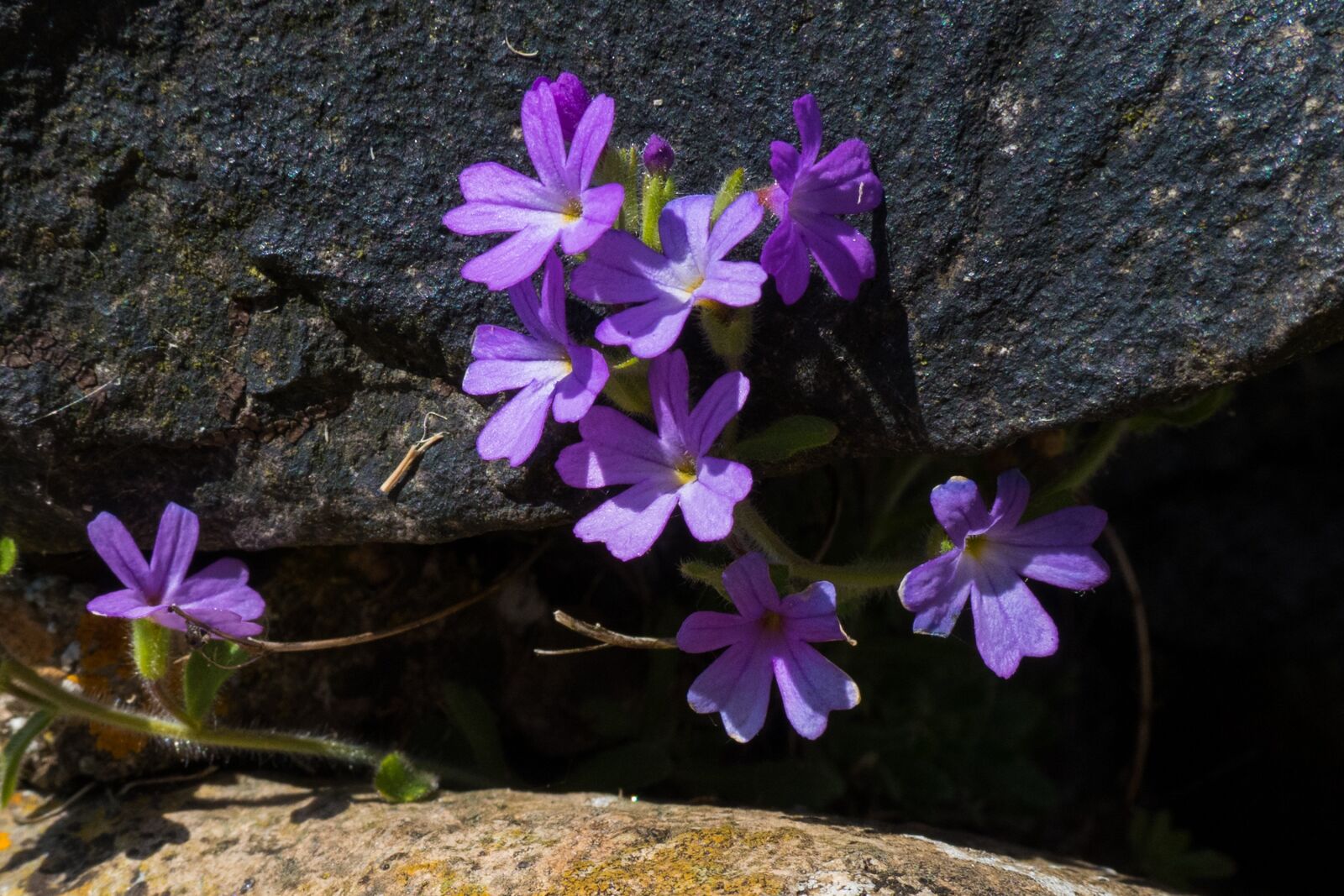Panasonic DC-TZ200 sample photo. Purple, stone, flower photography