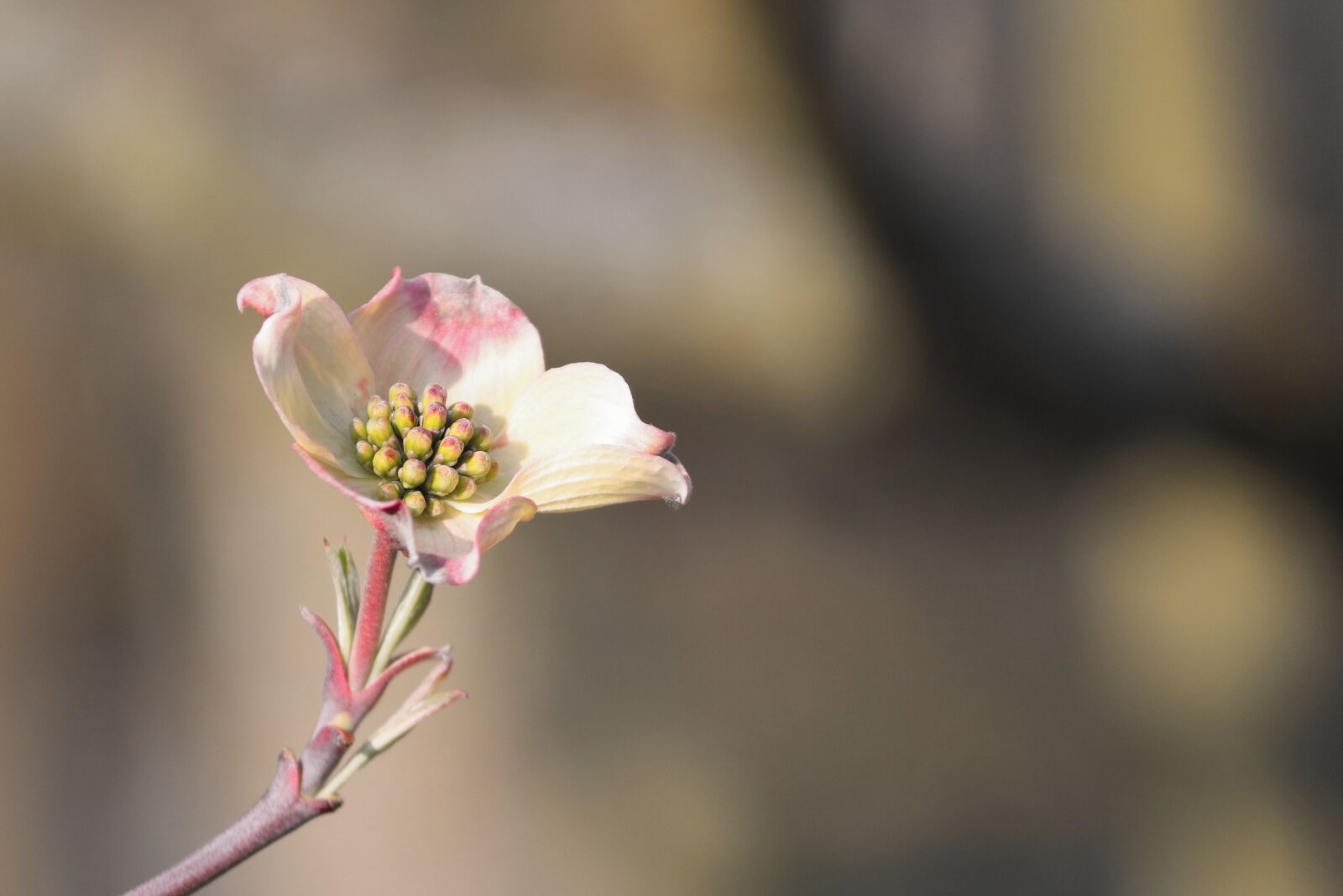 Canon EOS 200D (EOS Rebel SL2 / EOS Kiss X9) sample photo. Dogwood, ornamental shrub, bush photography