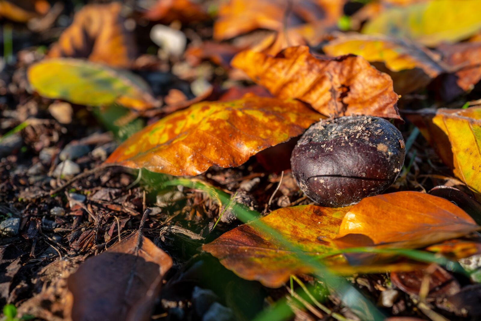 Leica Q (Typ 116) sample photo. Chestnut, autumn, heat photography