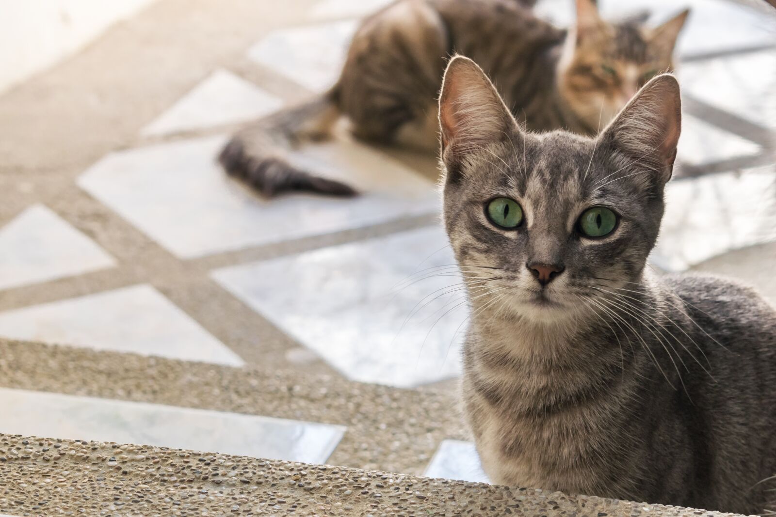 Nikon D5300 sample photo. Cat, animal, cute photography