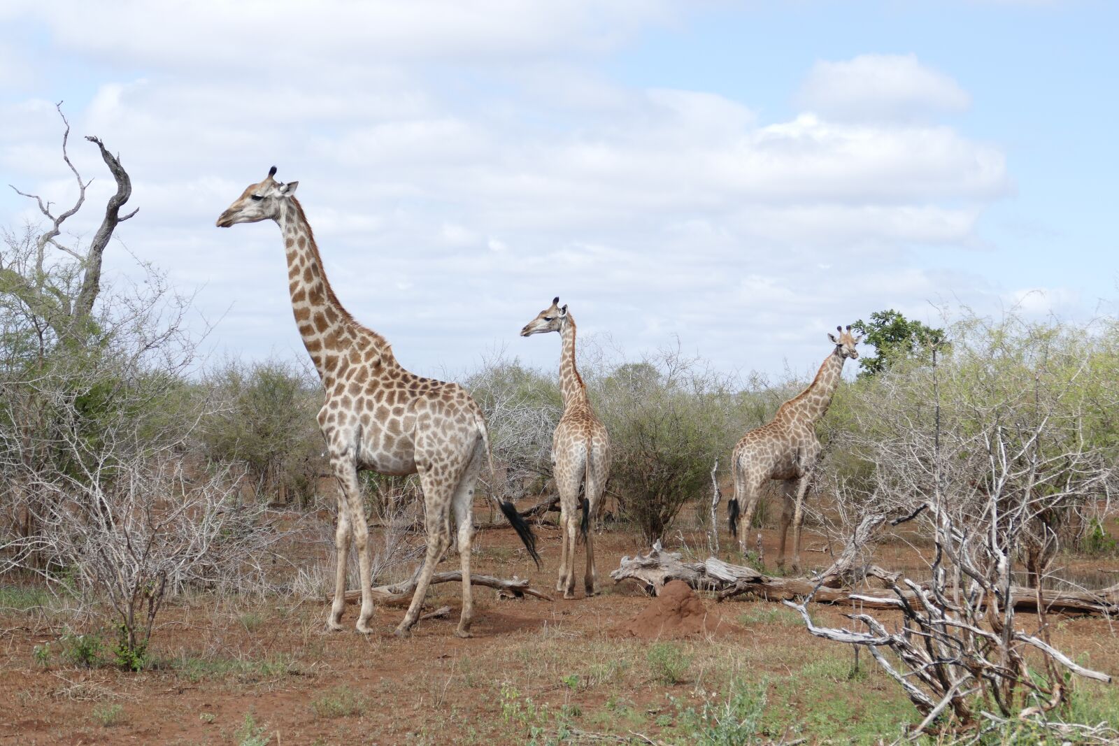 Panasonic Lumix DMC-FZ1000 sample photo. Wildlife, giraffe, animal photography