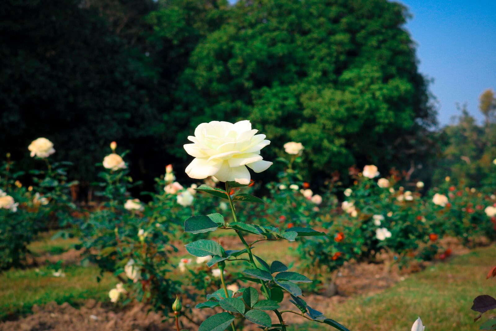 Canon EOS 750D (EOS Rebel T6i / EOS Kiss X8i) sample photo. Flower, nature, flora photography