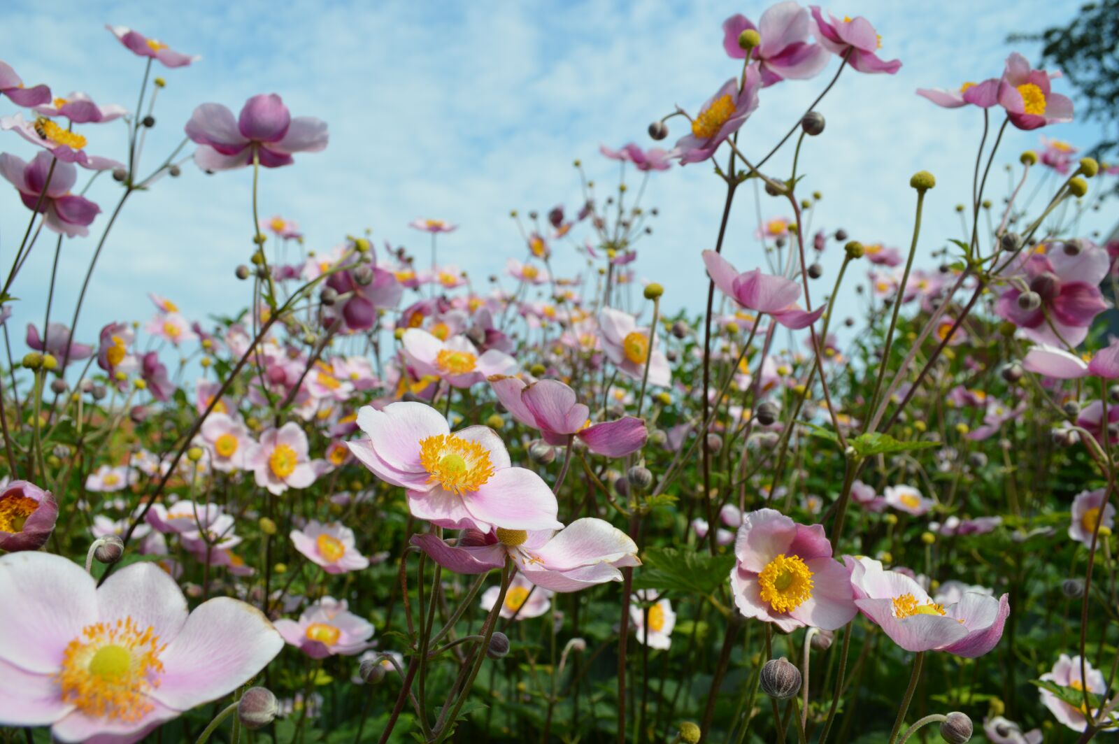 Nikon D3200 sample photo. Anemones, pink flowers, flowers photography
