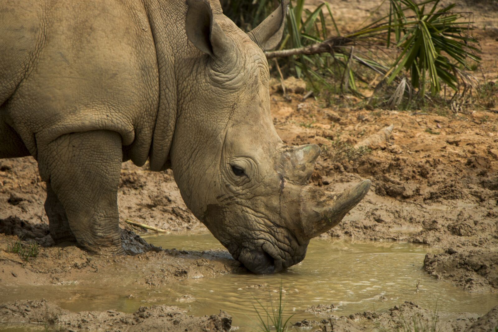 Canon EOS 70D sample photo. Rhinoceros, safari, africa photography