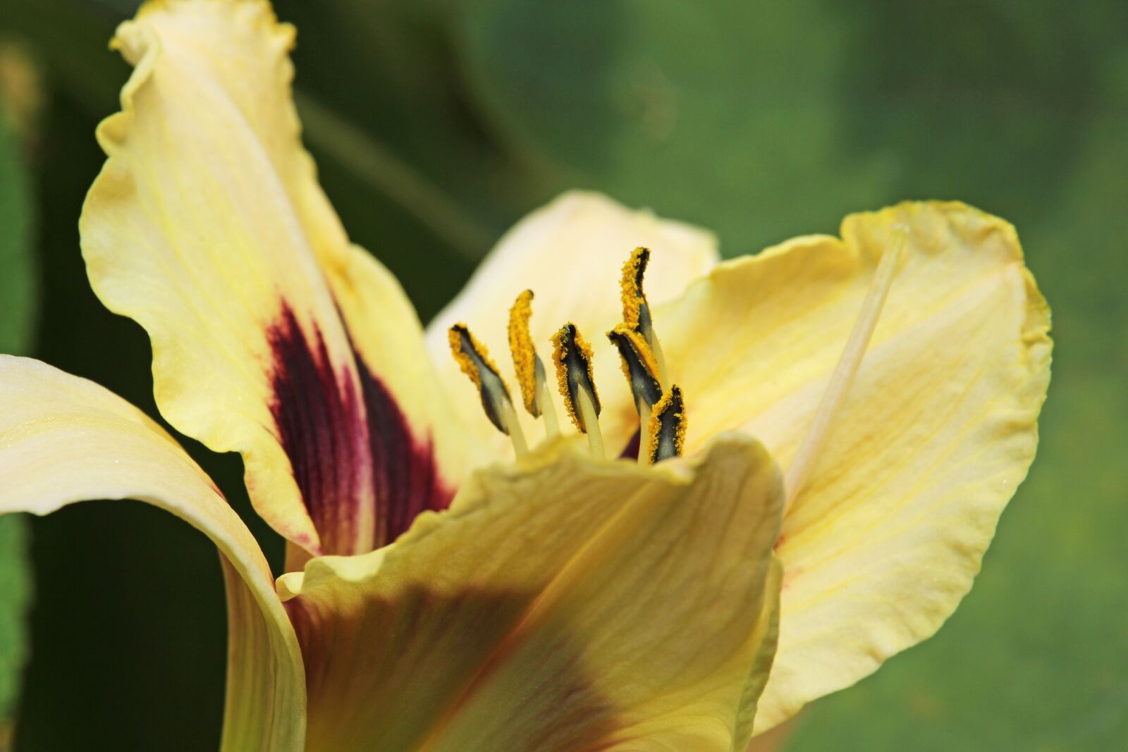 Canon EF-S 55-250mm F4-5.6 IS STM sample photo. Daylily, lilies, edible flowers photography