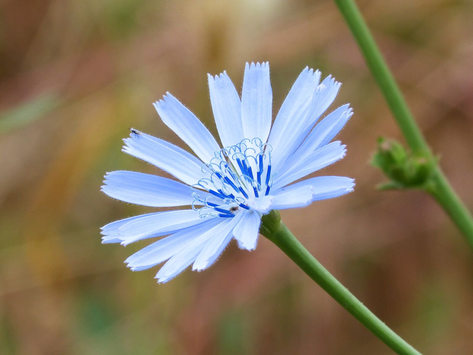 Panasonic DMC-FZ62 sample photo. Wild flower, blue flower photography