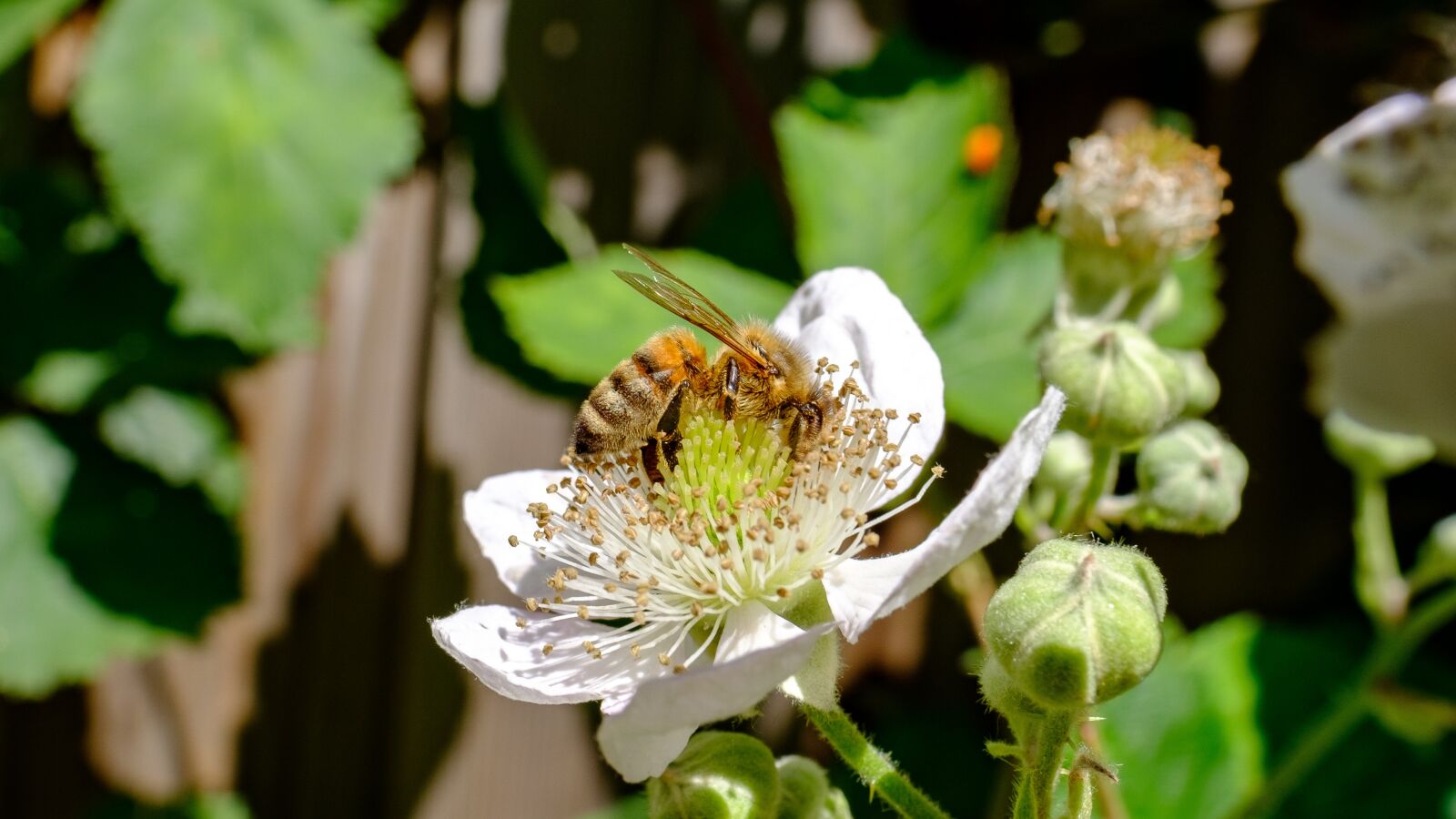 Fujifilm X-T2 sample photo. Bee, the bees, bug photography