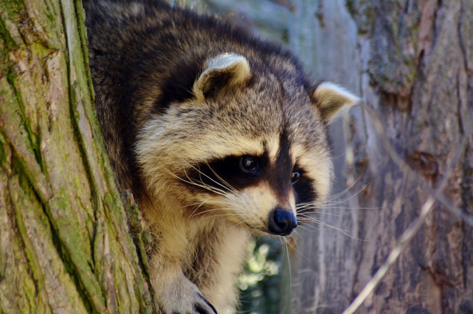 Nikon D5200 sample photo. Raccoon, tree, mask photography